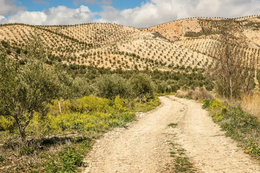 Zeytin Ağaçlarında İlaçlama: Sağlıklı Ürün İçin Doğru Zaman ve Yöntemler